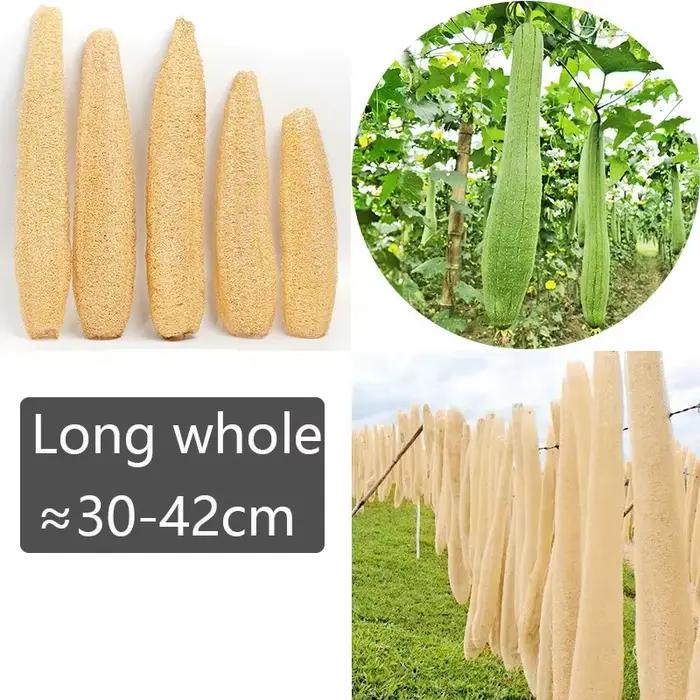 Éponges de Loofah organiques naturelles entières